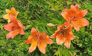 five orange petaled flowers