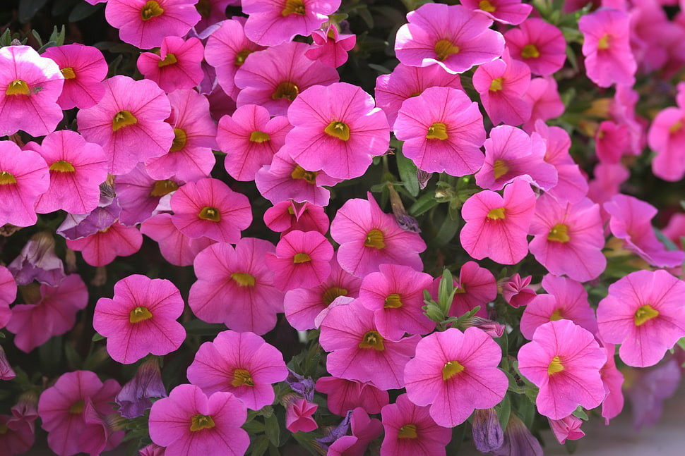 pink petunia flower field HD wallpaper
