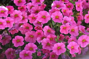 pink petunia flower field HD wallpaper
