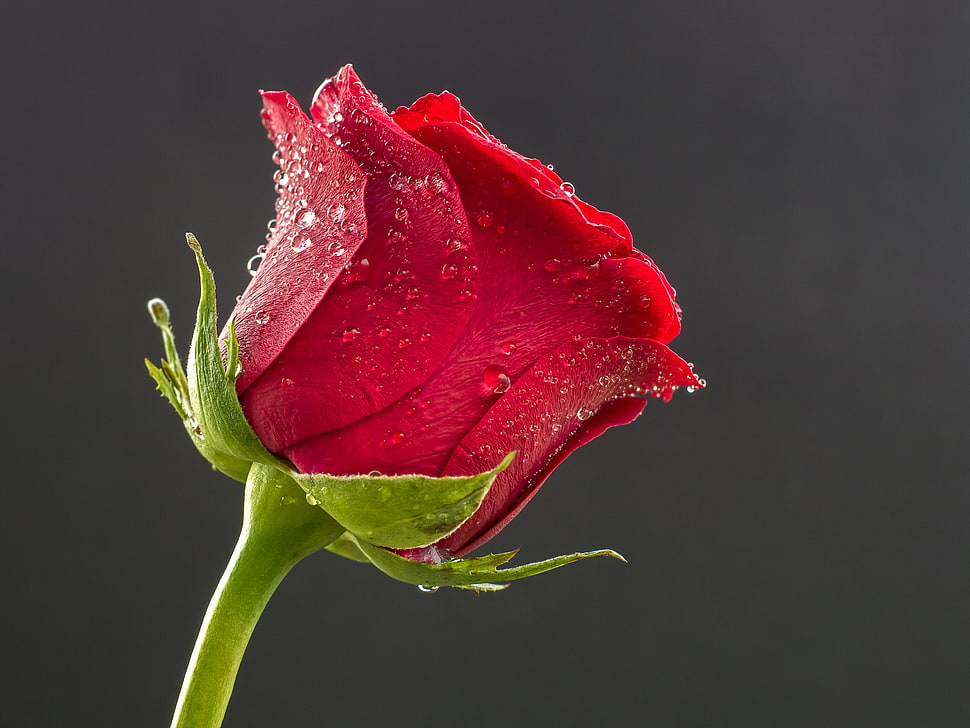 selective focus photo of red rose HD wallpaper