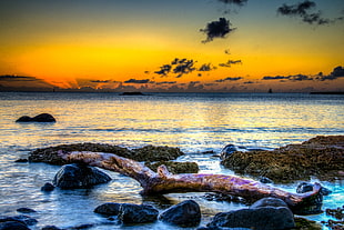 photo of sea with rock during golden hour, haleiwa HD wallpaper