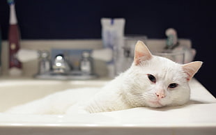 white persian cat on bath tub