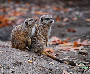 photo of two brown raccoons, meerkat HD wallpaper