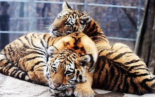 two bengal tigers HD wallpaper