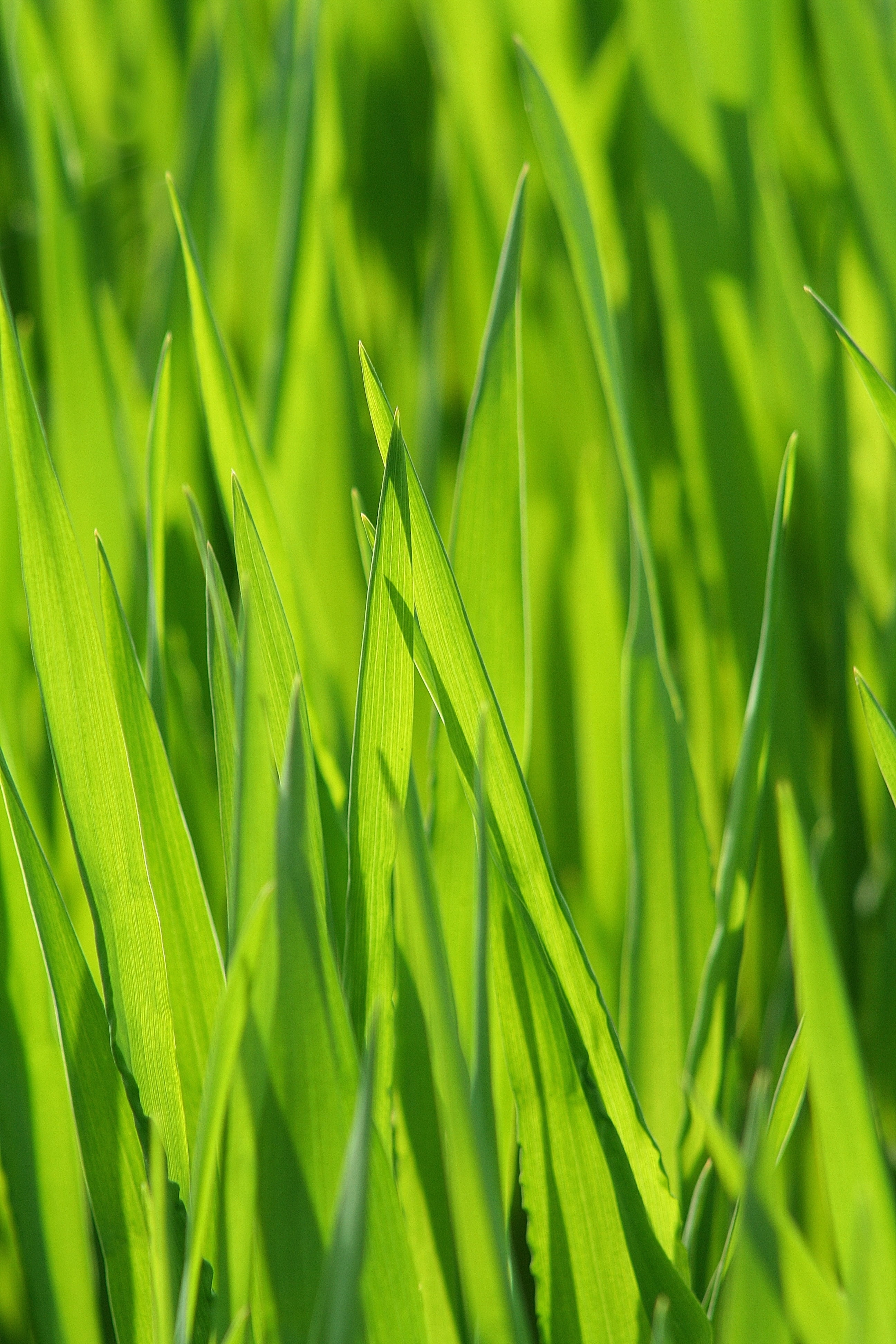 Close up photography of green grass HD wallpaper | Wallpaper Flare
