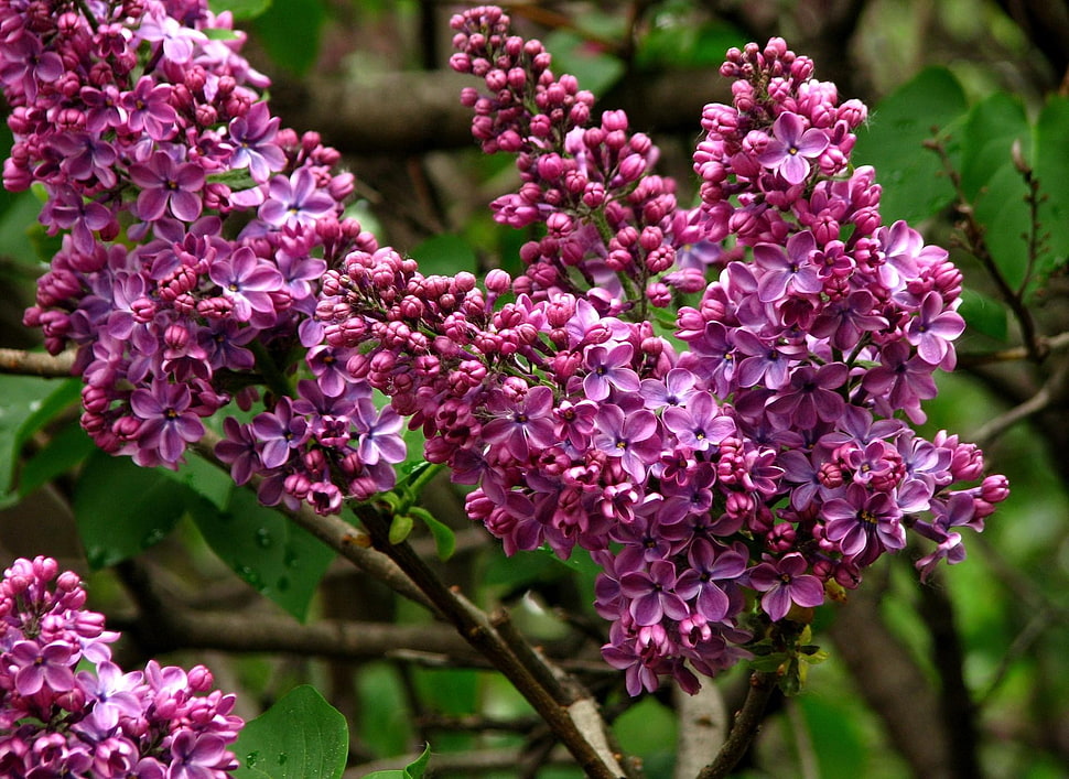 selective focus photo of pink Lilac flower HD wallpaper
