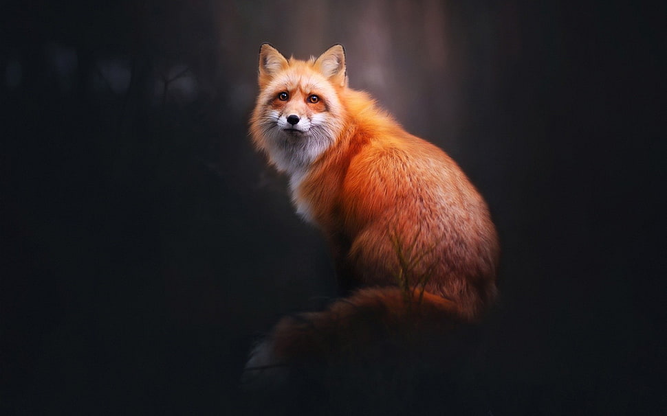 brown fox, animals, fox HD wallpaper