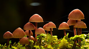 brown mushrooms on green grasses photo during night HD wallpaper