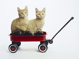 two orange tabby cats riding on a red wagon