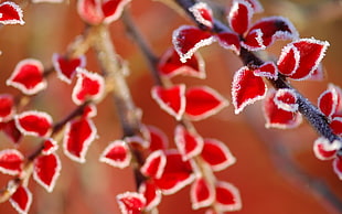 red-leaf tree close-up photo