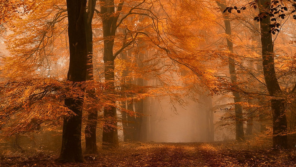 forest trail, nature, landscape, fall, forest HD wallpaper