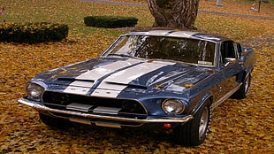 blue and white Ford Mustang coupe, Shelby, car, blue cars, vehicle HD wallpaper