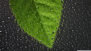 green leaf with water due wallpaper, nature, water, water drops, leaves