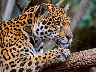 leopard in wild forest HD wallpaper
