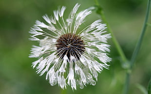 selective focus photography of white dandelion during day time