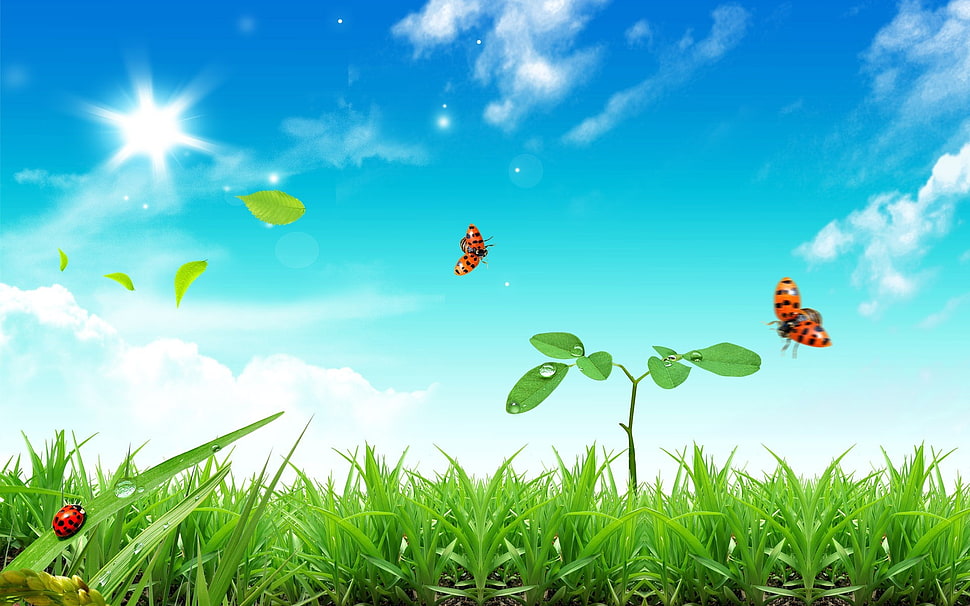three ladybugs, grass, ladybugs HD wallpaper