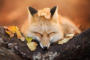 beige fox, fox, animals, nature, wildlife HD wallpaper