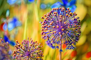tilt lens photo of purple and orange flowers