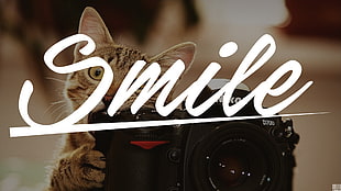 cat with camera and text overlay, cat, camera, Nikon, text HD wallpaper