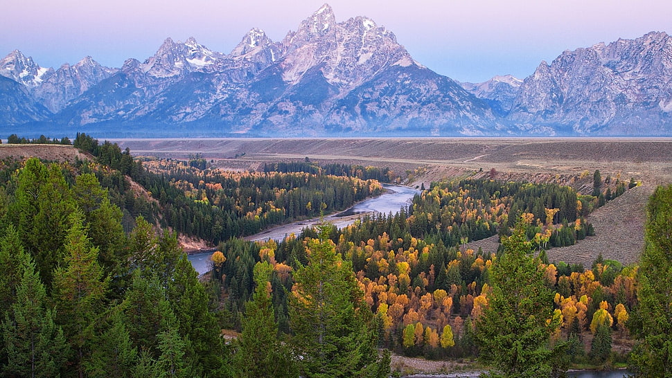 pine tree, mountains, landscape, river HD wallpaper