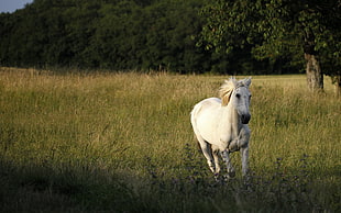 white short-coated horse