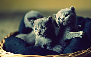 two Russian blue kittens, kittens, baby animals, cat, animals HD wallpaper