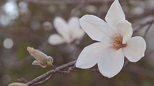 white flower, magnolia, flowers, depth of field, blossoms HD wallpaper