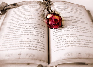 shallow focus photography of red rose on brown book page cover