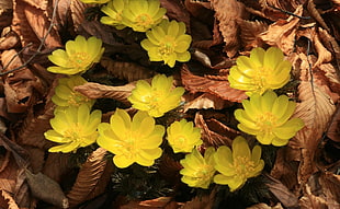 yellow petaled flowers on dried leaves