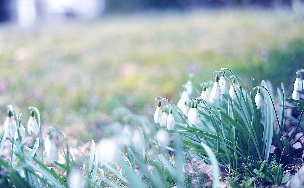 white flowers HD wallpaper