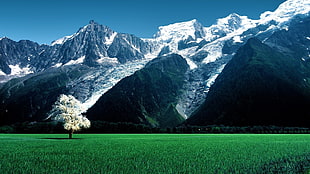 green grass field, nature, landscape, trees, Switzerland HD wallpaper