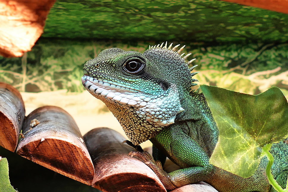green iguana, Lizard, Reptile, Color HD wallpaper