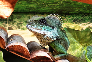 green iguana, Lizard, Reptile, Color HD wallpaper