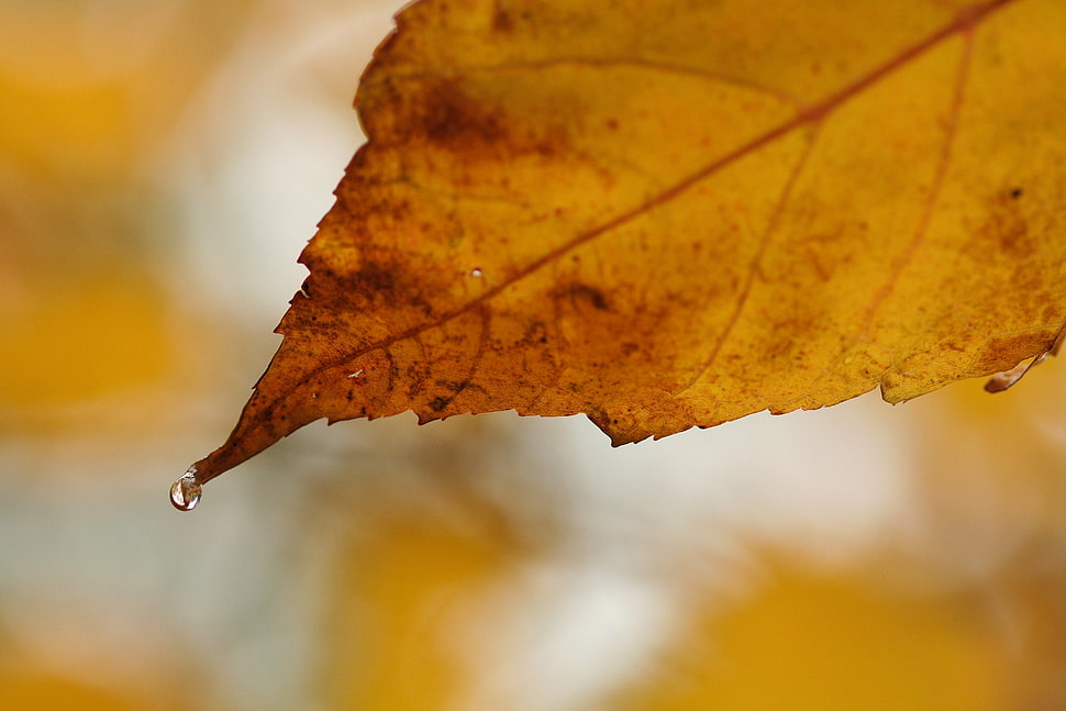 macro photograph of brown leaf with water dew HD wallpaper