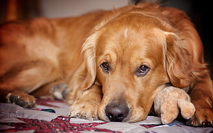 Golden Retriever on focus photo HD wallpaper