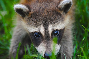 close view baby raccoon