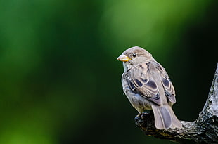 selective focus photography of grey bird on three branch HD wallpaper