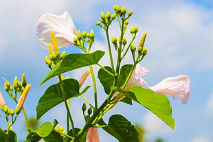 white-and-pink petaled flowers selective focus photography