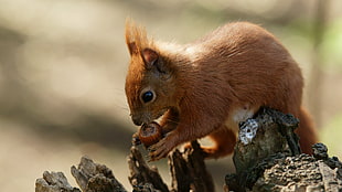 closeup photo of brown squirrel eating nut during daytime HD wallpaper