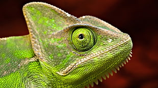 close-up photo of green charmeleon HD wallpaper