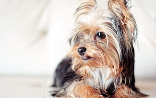 shallow focus photography of Yorkshire Terrier puppy