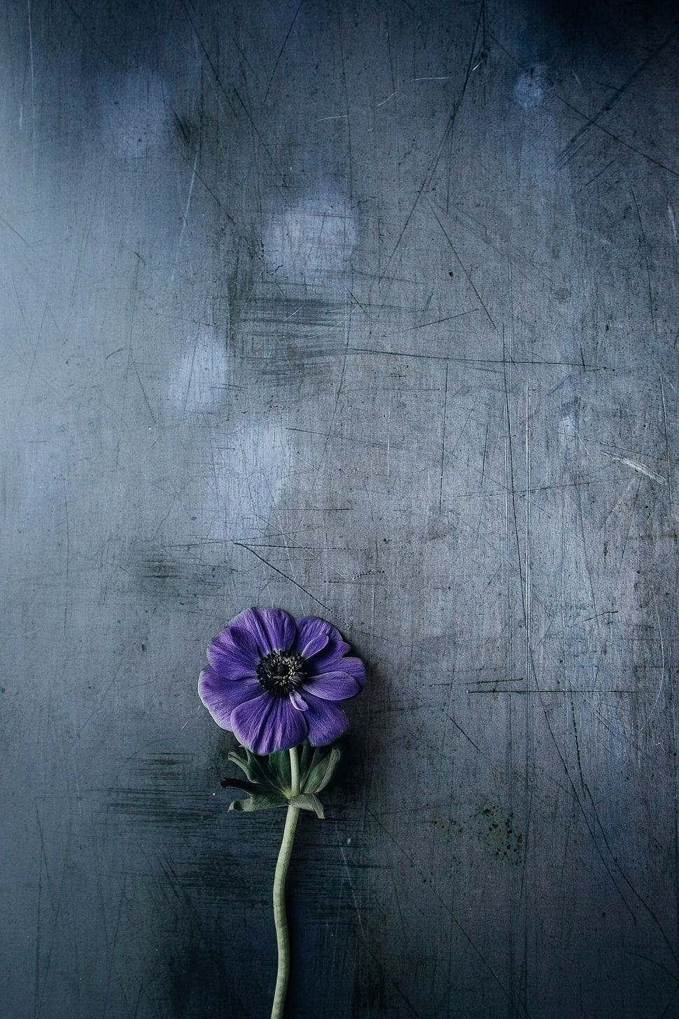 purple daisy flower, Flower, Violet, Stem HD wallpaper