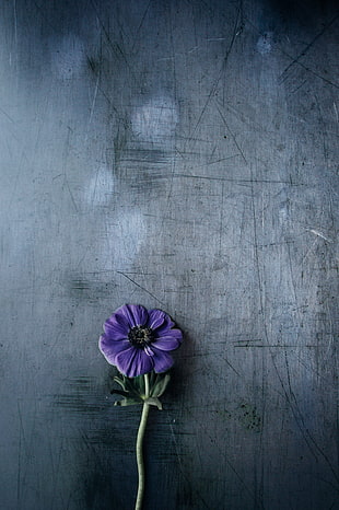 purple daisy flower, Flower, Violet, Stem