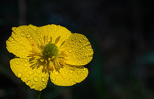yellow Marsh Marigold closeup photography