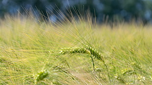 green grass in close-up photo during daytime HD wallpaper