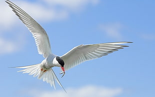 white Seagull flying in the sky while eating a worm during daytime