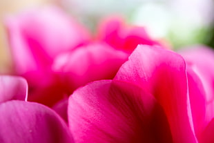selective photo of pink flower petals HD wallpaper