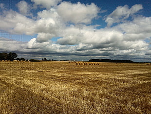 wheat field under white and blue sky