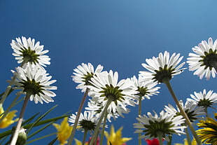 low-angle photography of white petals flowers