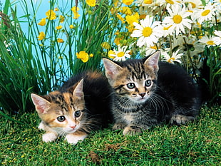 two silver tabby cats leaning in lawn field near flowers during day time